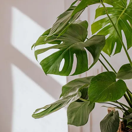 Fireplace Escape Appartamento *