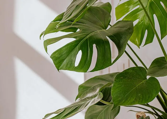 Fireplace Escape Appartement *